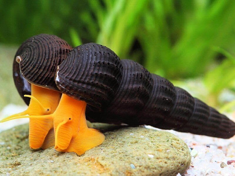 Mini Golden Rabbit Snail | Tylomelania sp. 1.5-2cm