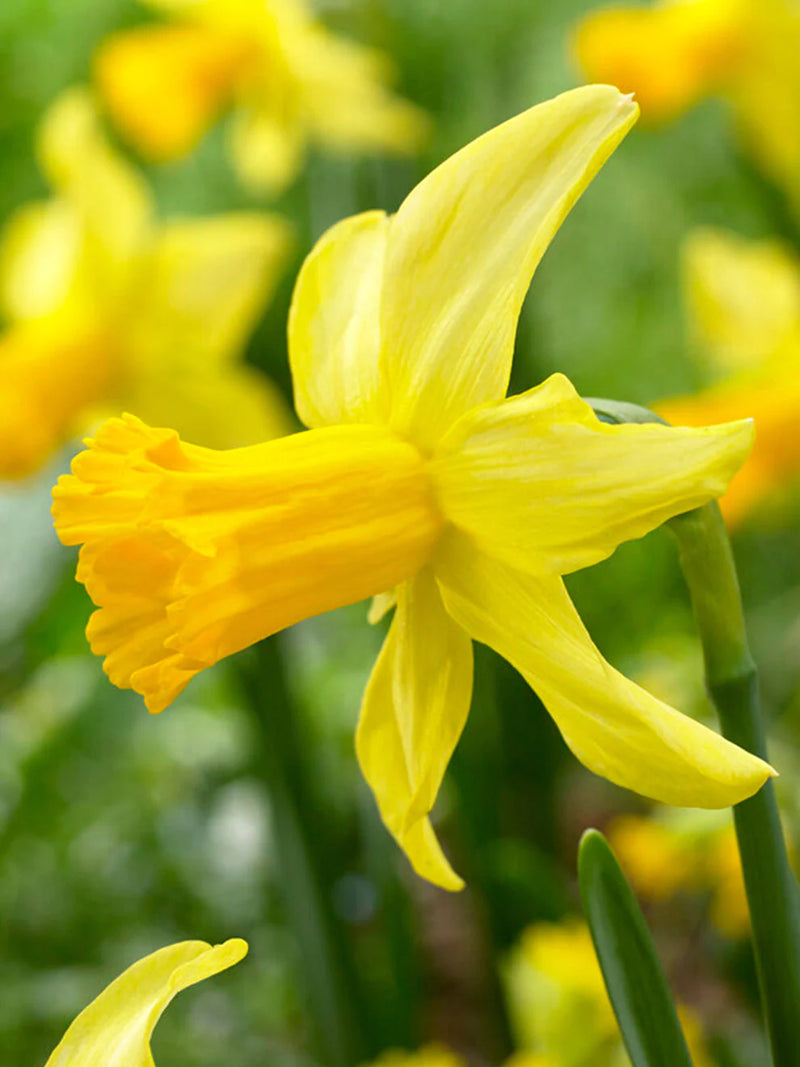 Daffodil Narcissus 'February Gold' (20 Pack)