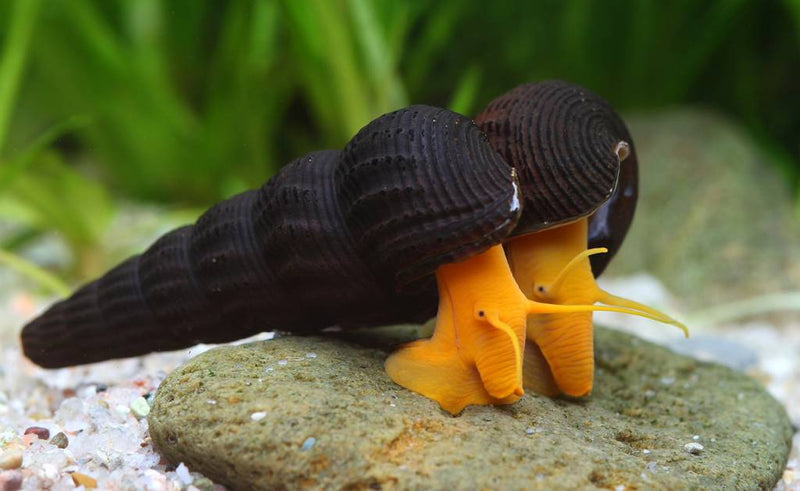 Mini Golden Rabbit Snail | Tylomelania sp. 1.5-2cm