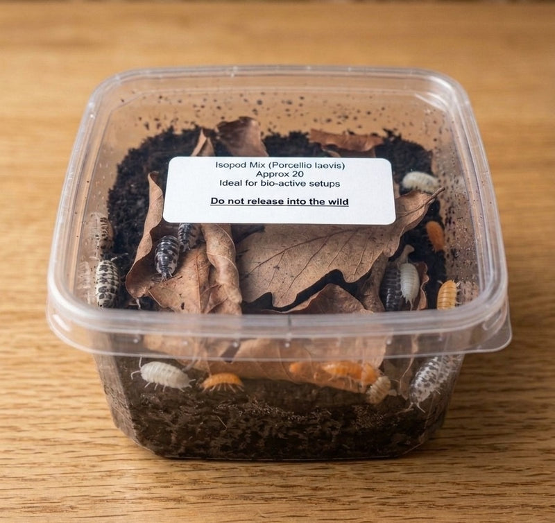 Mixed Isopods (Approx. 20 Pack) | Oniscidea