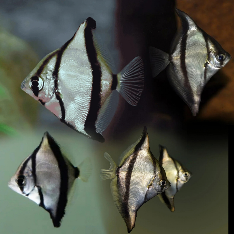 Mono Sebae | Monodactylus sebae