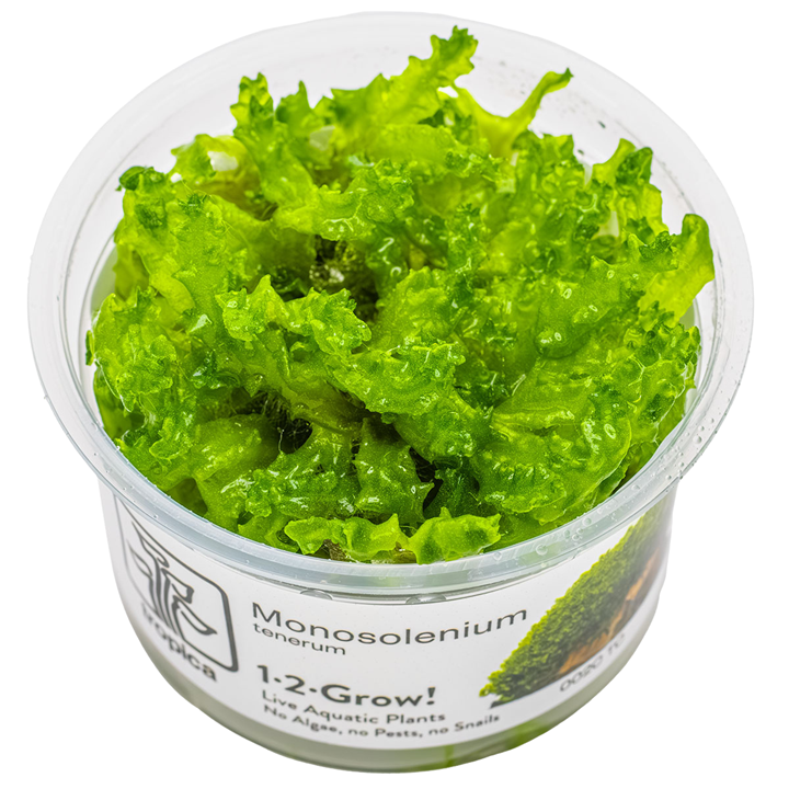 Monosolenium Tenerum 1-2 Grow