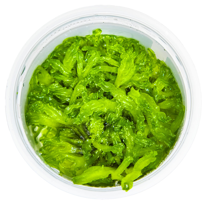 Monosolenium Tenerum 1-2 Grow