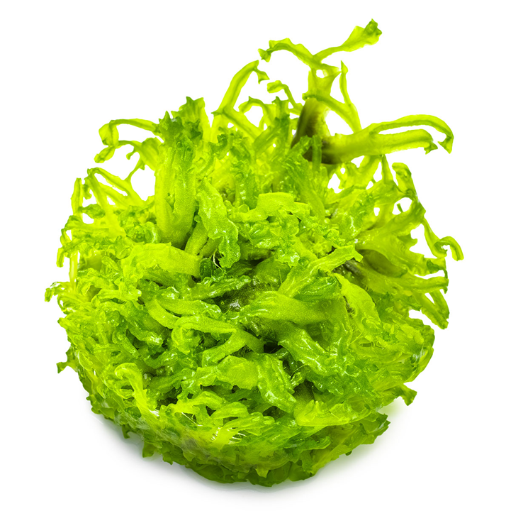 Monosolenium Tenerum 1-2 Grow