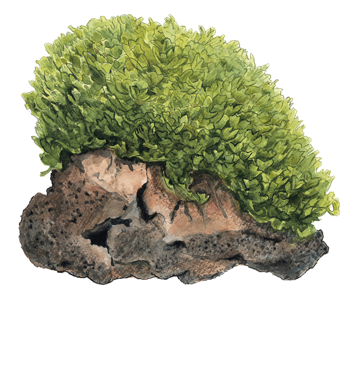 Monosolenium Tenerum 1-2 Grow