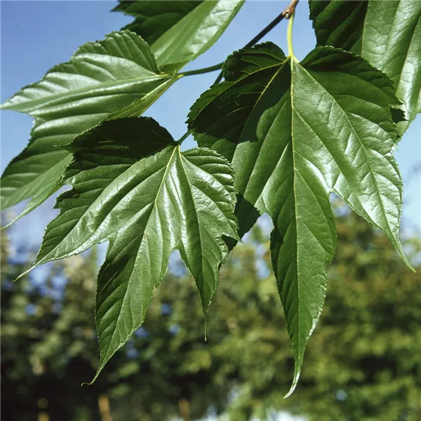 White Mulberry | Morus Alba 'Macrophylla' (Single Cane | 2 Litre)