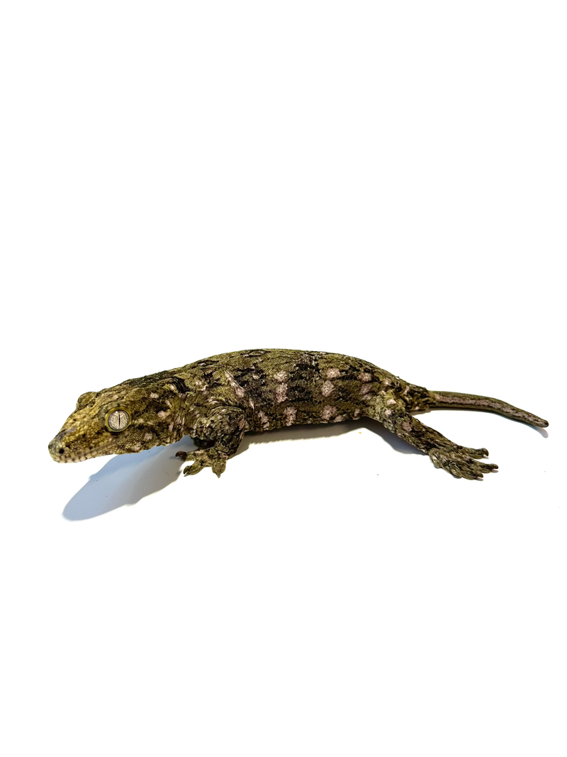 Mount Koghis Leachieanus Gecko