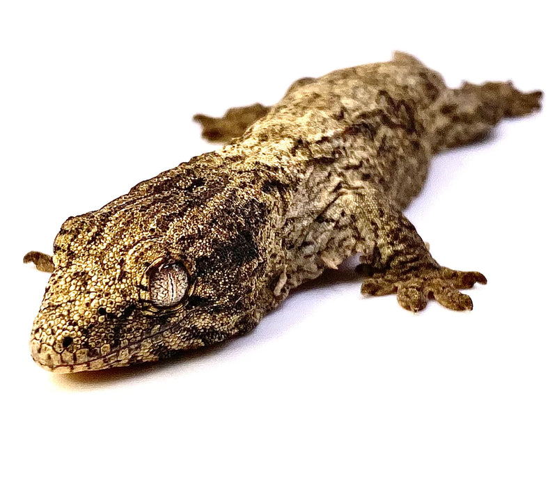 Mount Koghis Leachieanus Gecko