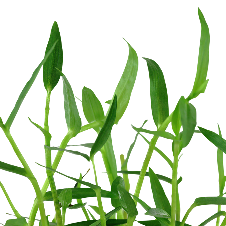 Murdannia Keisak