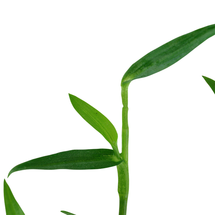 Murdannia Keisak