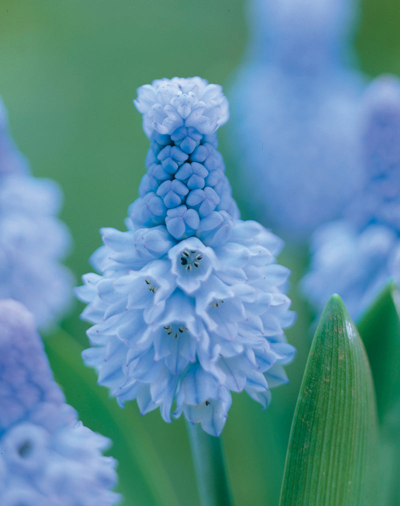 Muscari 'Azureum' | Grape Hyacinth (18 Pack)