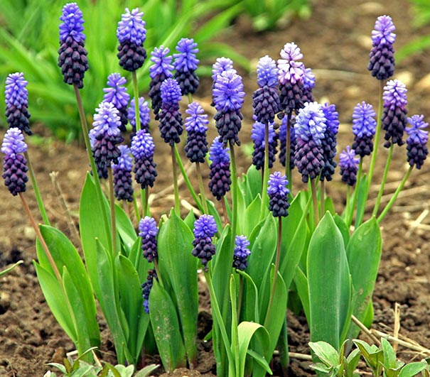 Muscari latifolium | Grape Hyacinth (20 Pack)