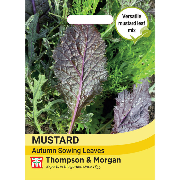 Mustard Autumn sowing leaves