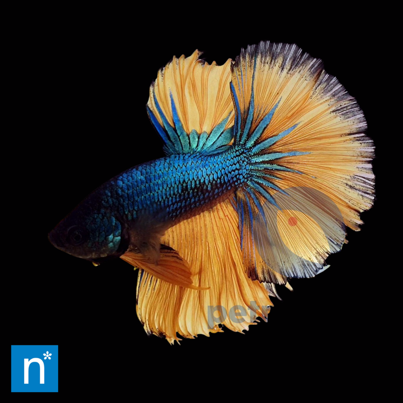 Mustard Halfmoon Siamese Fighter Male (Extra Large) | Betta splendens