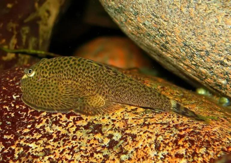 Myers Hillstream Loach