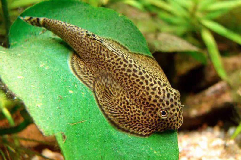 Myers Hillstream Loach