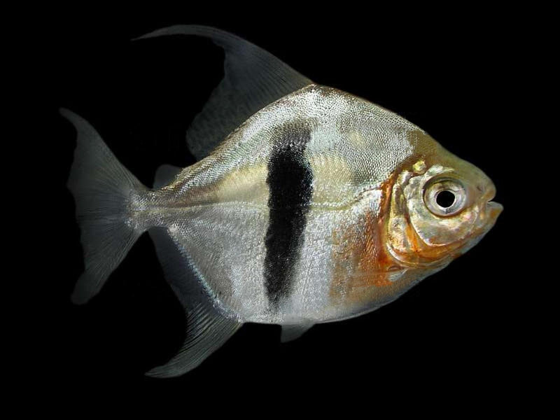 Myleus Schomburgki