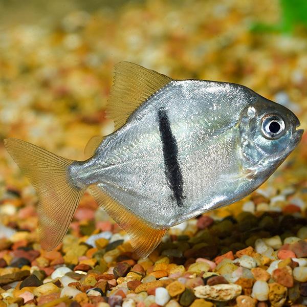 Myleus Schomburgki