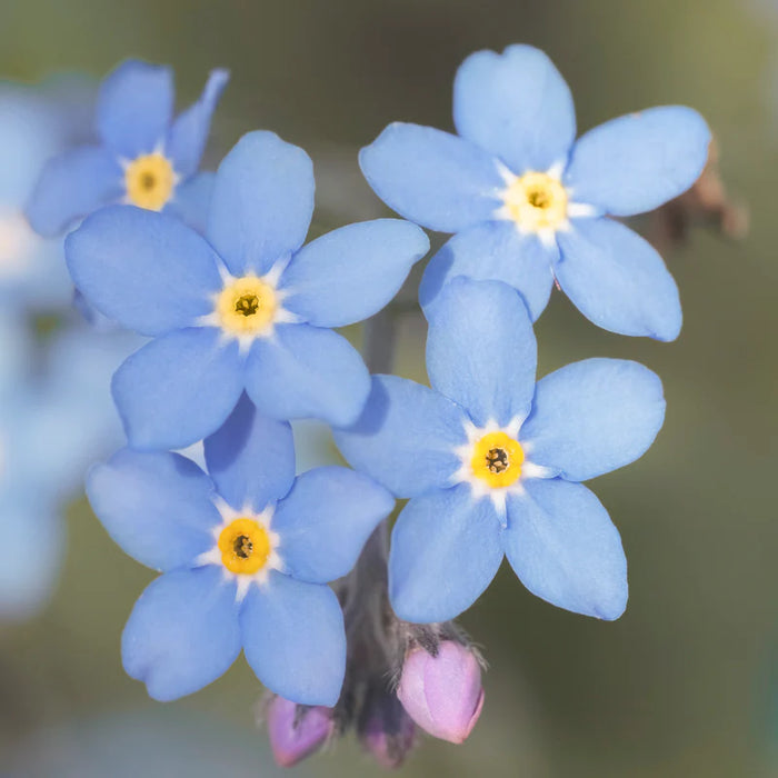 Myosotis blue | Florget-Me-Not Blue P10.5