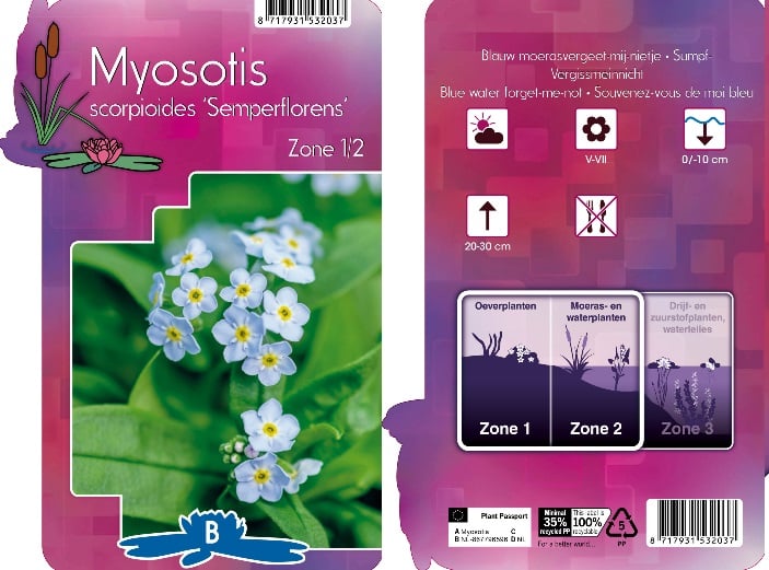 Myosotis pal. 'Semperflorens' | Blue Forget-Me-Not / P9