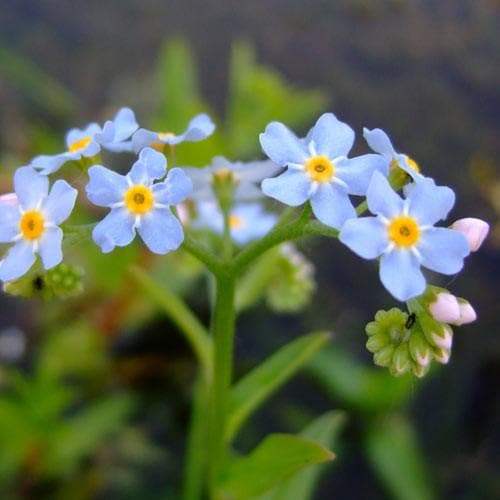 Myosotis scorpioides P9