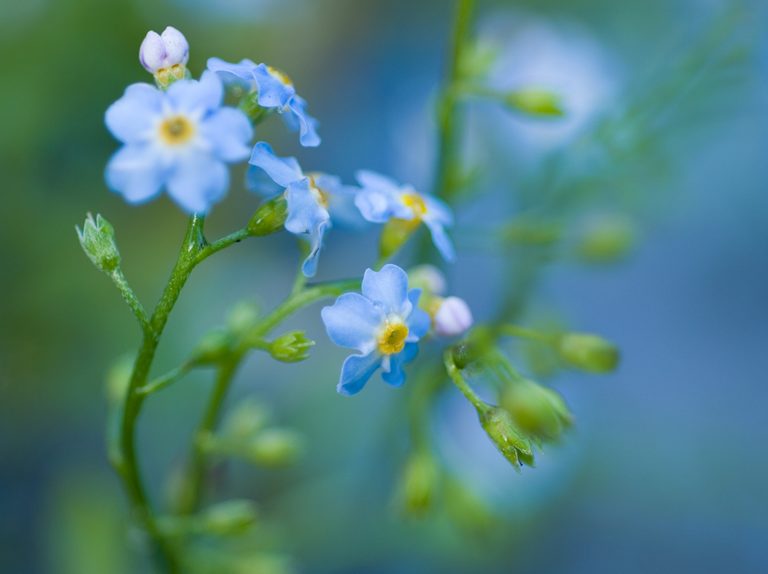Myosotis scorpioides P9