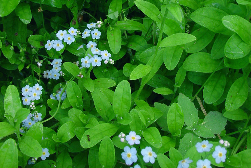 Myosotis scorpioides P9