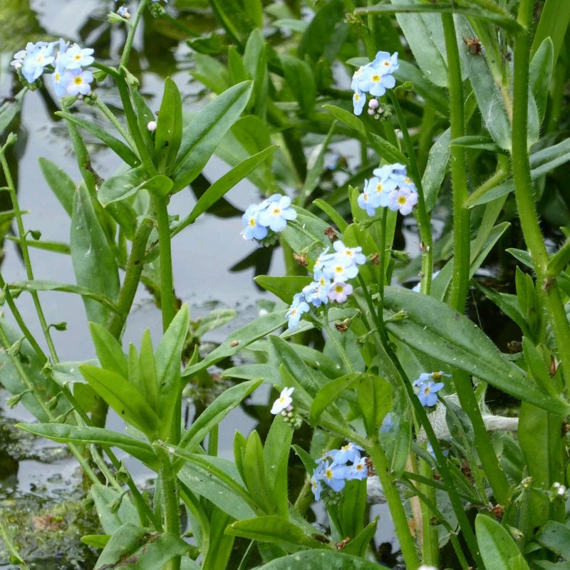 Myosotis scorpioides P9