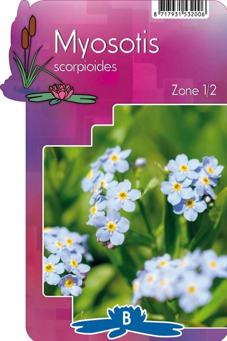 Myosotis scorpioides P9