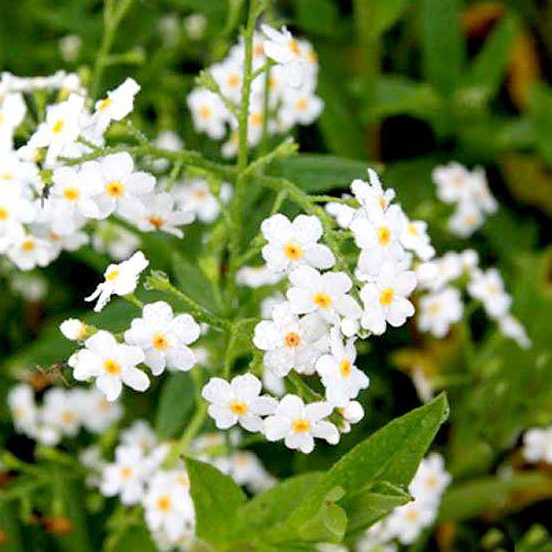 Myosotis pal. 'Ice Pearl' P9