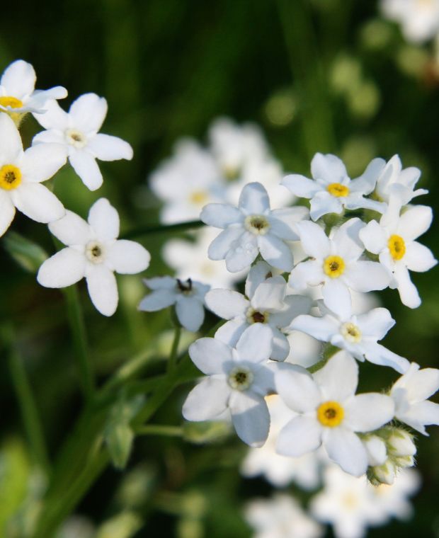 Myosotis pal. 'Ice Pearl' P9