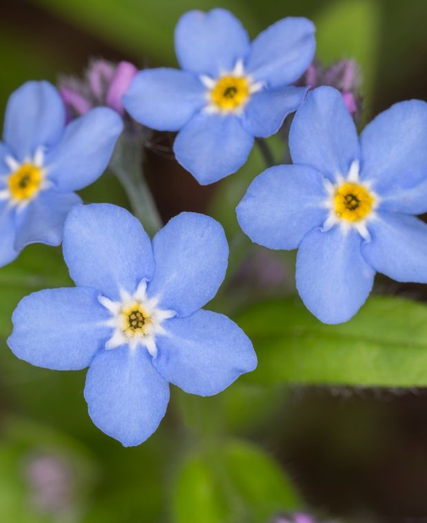 Myosotis pal. 'Semperflorens' | Blue Forget-Me-Not / P9