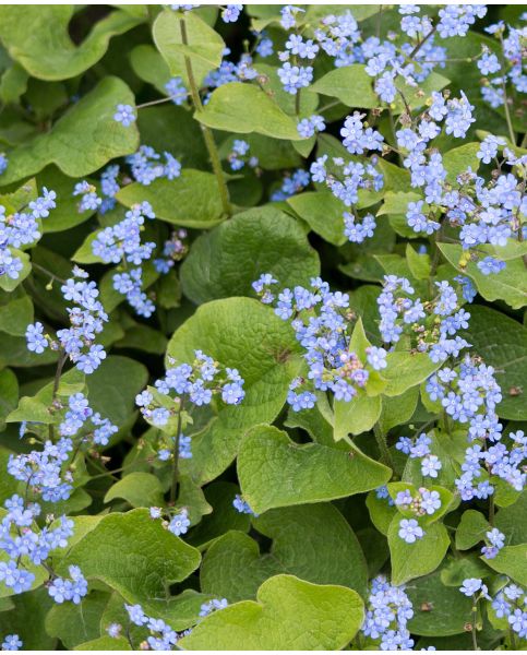 Myosotis pal. 'Semperflorens' | Blue Forget-Me-Not / P9