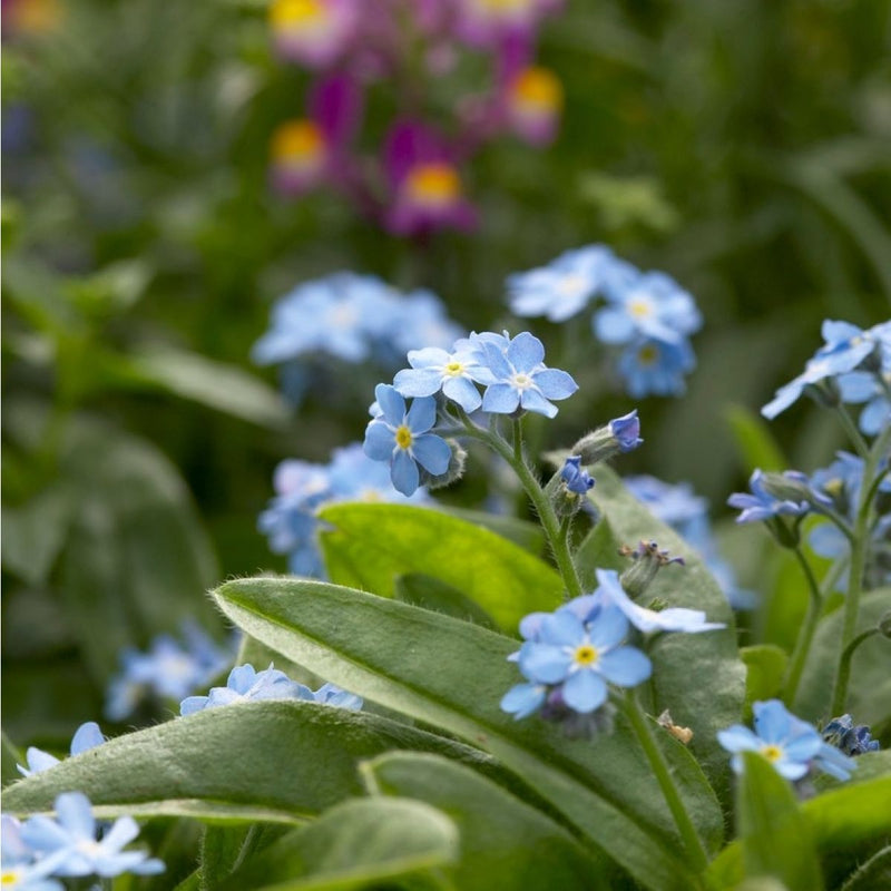 Myosotis pal. 'Semperflorens' | Blue Forget-Me-Not / P9
