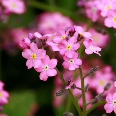 Myosotis pink | Forget-Me-Not Pink P10.5