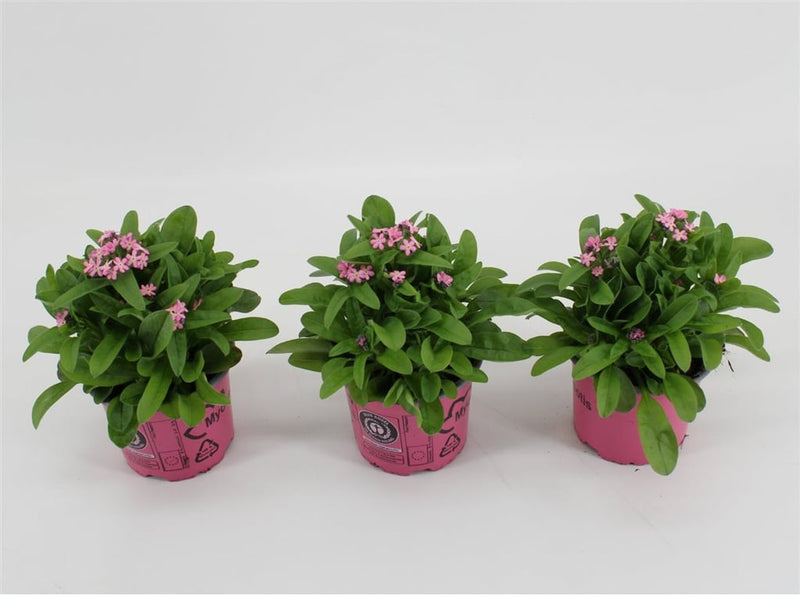 Myosotis pink | Forget-Me-Not Pink P10.5