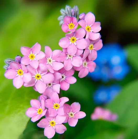 Myosotis pink | Forget-Me-Not Pink P10.5