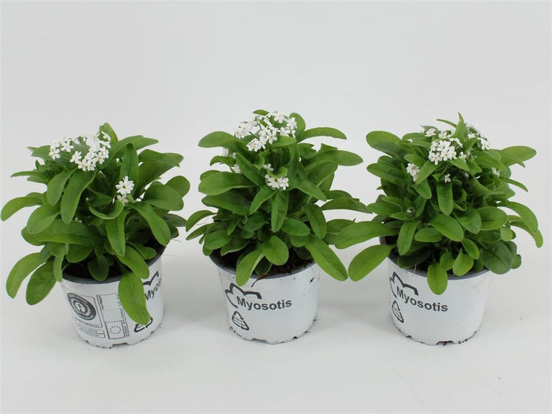 Myosotis white | Forget-Me-Not White P10.5