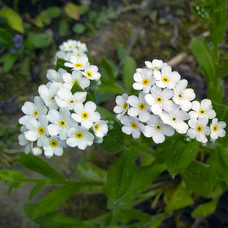 Myosotis white | Forget-Me-Not White P10.5