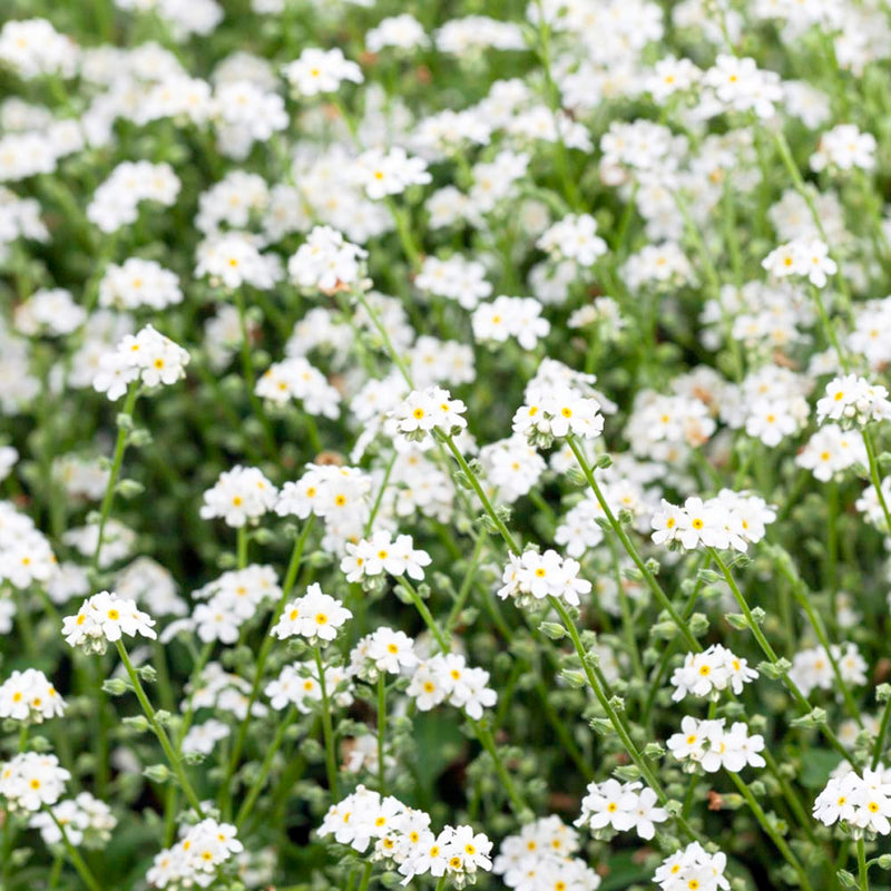 Myosotis white | Forget-Me-Not White P10.5