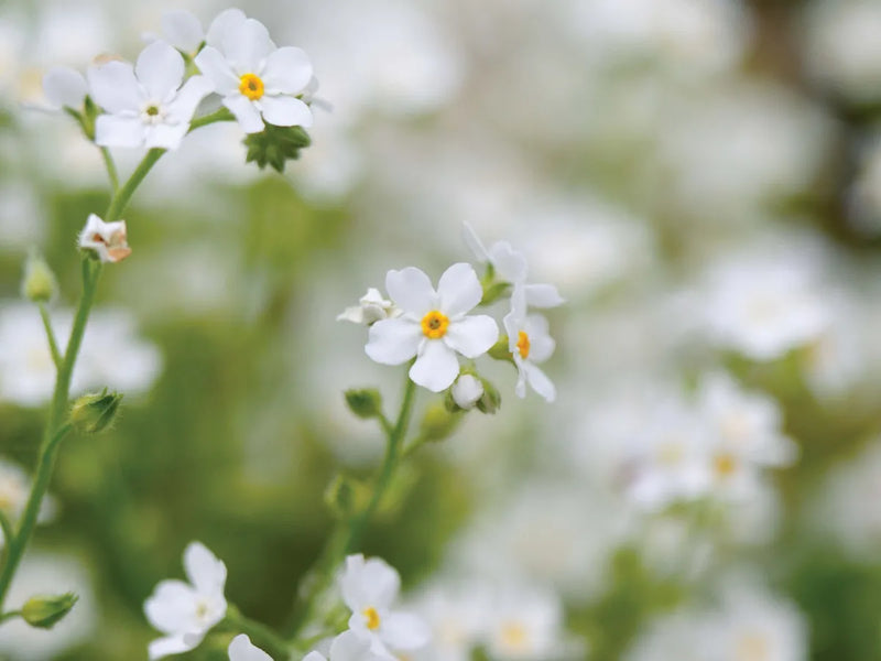 Myosotis white | Forget-Me-Not White P10.5