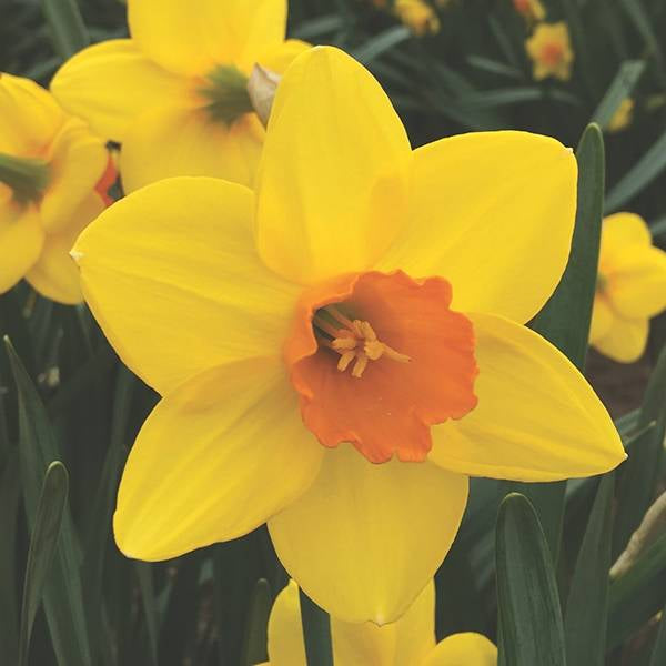 Daffodil Narcissus 'Gentleman At Arms' (5 Pack)