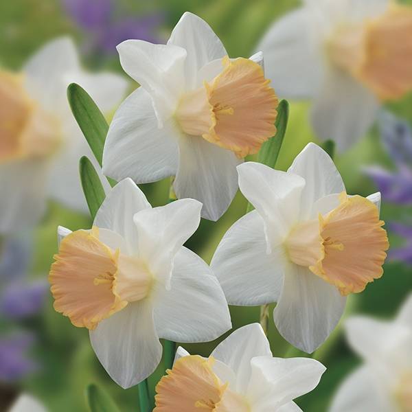 Daffodil Narcissus 'Salome' 1.5kg