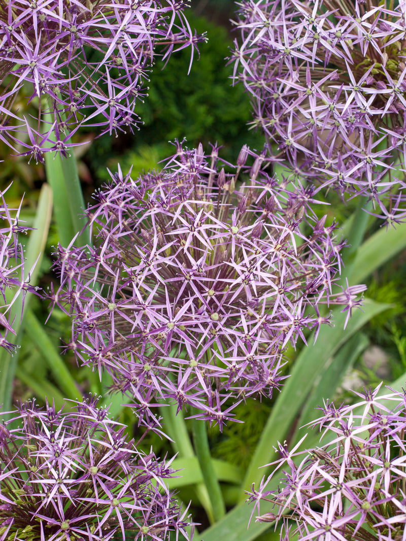 Allium christophii 2L