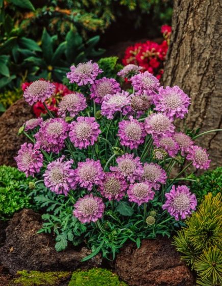 Scabiosa columbaria Pink Mist 2L - Looking Great