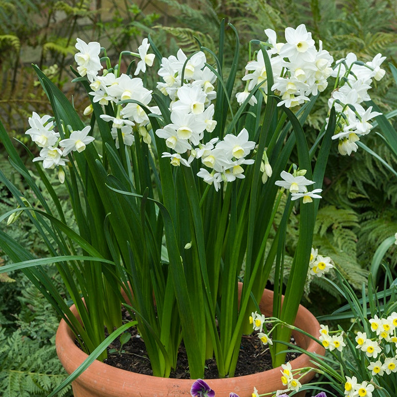 Daffodil Narcissus 'Silver Chimes' (5 Pack)