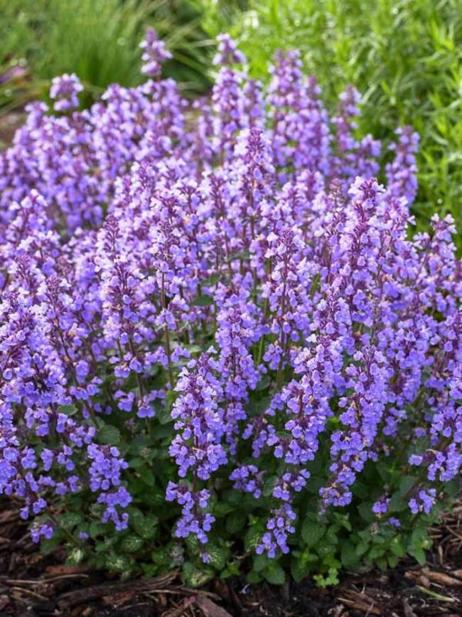 Nepeta Faassenii 'Purrsian Blue'