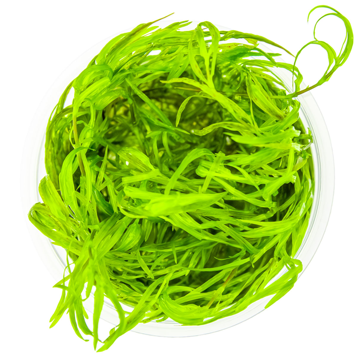 Najas Guadalupensis 'Guppy Grass'