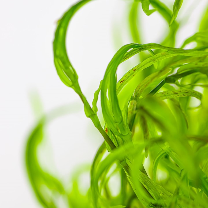 Najas Guadalupensis 'Guppy Grass'
