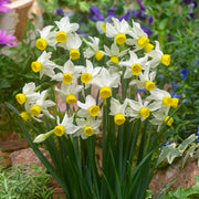 Daffodil 'Canaliculatus'